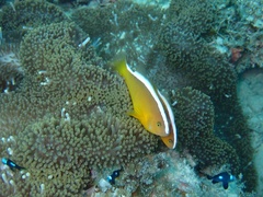 Amphiprion sandaracinos