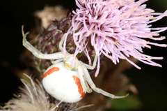 Misumena vatia