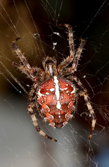 Araneus diadematus