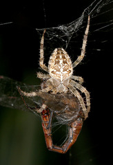 Araneus diadematus