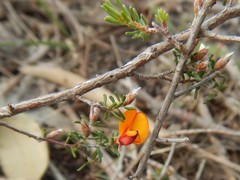 Pultenaea prostrata