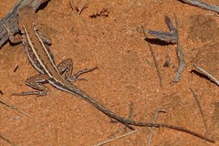 Ctenophorus spinodomus