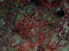 Rhynchocinetes conspiciocellus