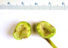 Pemphigus populicaulis