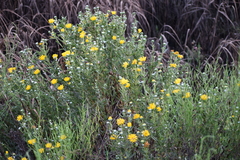 Grindelia stricta angustifolia