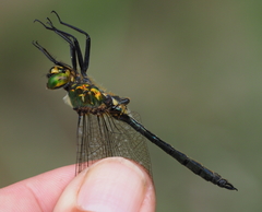 Somatochlora meridionalis