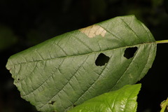 Caloptilia elongella