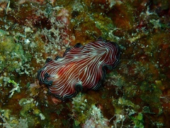 Pseudobiceros fulgor