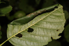 Caloptilia elongella