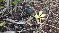 Terrapene carolina yucatana