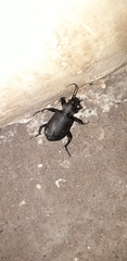 Calosoma orientale