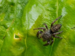 Phidippus princeps