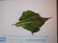 Pemphigus populicaulis