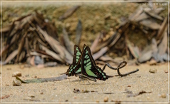 Graphium cloanthus