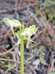 Platanthera obtusata