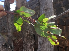 Eucalyptus