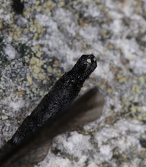 Somatochlora sahlbergi