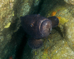Epinephelus daemelii