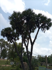 Arecaceae