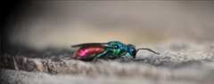Chrysis terminata