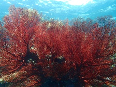 Melithaea