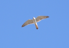 Falco cenchroides cenchroides