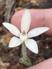 Cyanicula ixioides candida