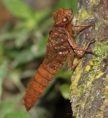 Tetracanthagyna plagiata