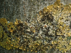 Xanthoriicola physciae