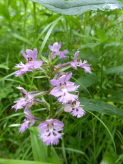 Platanthera grandiflora