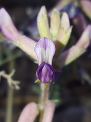 Astragalus tephrodes