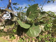 Cordia myxa image