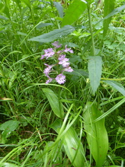Platanthera grandiflora
