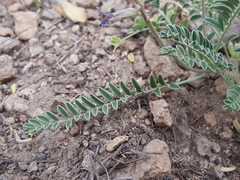 Astragalus tephrodes