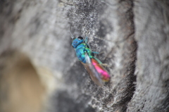 Chrysis terminata