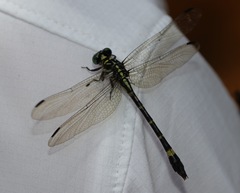 Acrogomphus malayanus