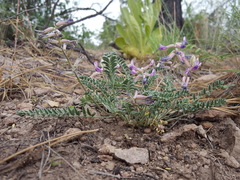 Astragalus tephrodes