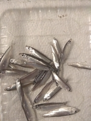 Clupeonella cultriventris