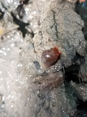 Optediceros breviculum