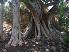 Ficus