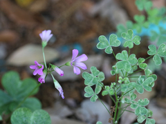Oxalis violacea