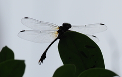 Amphigomphus nakamurai