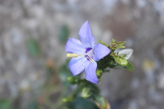 Campanula versicolor tenorei