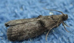 Acrobasis caryae