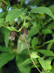 Clematis fusca