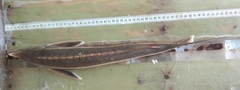Acipenser ruthenus