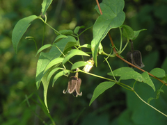 Clematis fusca
