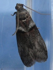 Acrobasis caryae