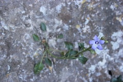 Campanula versicolor tenorei