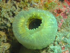 Ascidia ornata